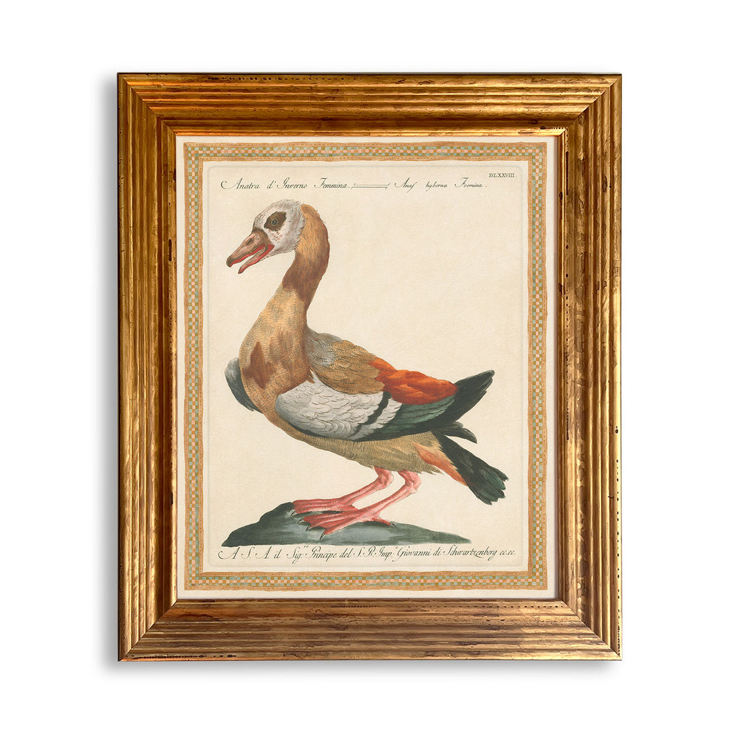 Reprotique - Ducks Framed