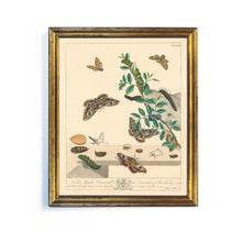 Load image into Gallery viewer, Reprotique English Moths &amp; Butterflies Prints - Framed