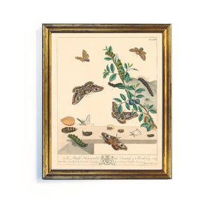 Reprotique English Moths & Butterflies Prints - Framed